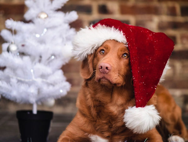 Enjoy the Holidays with These Awesome Pets Gifts