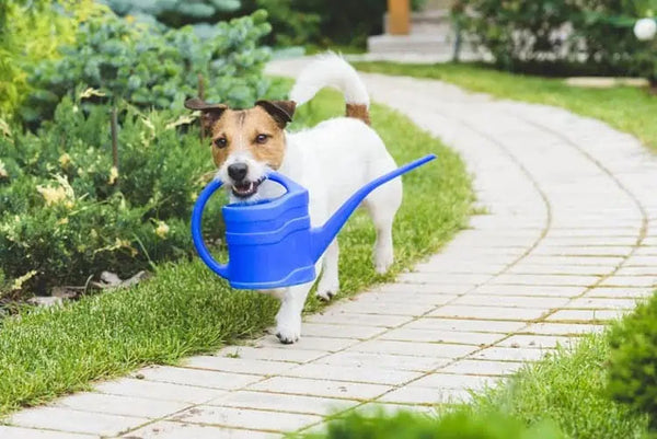 5 Tips To Keep Dogs Out Of Your Flower Beds