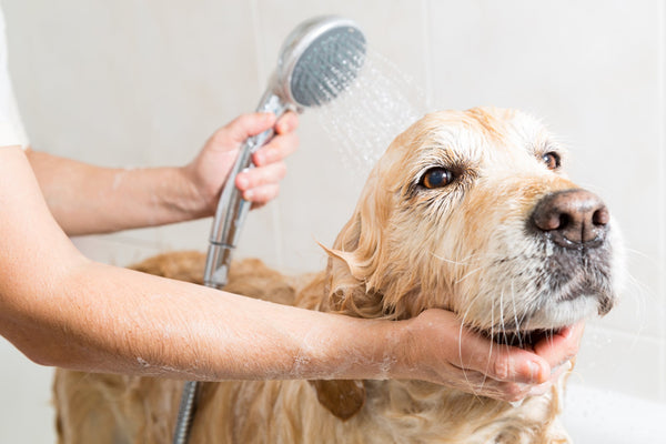Best Practice for Using a Dog Hair Dryer to Dry Your Large Dog's Coat in 30 Minutes